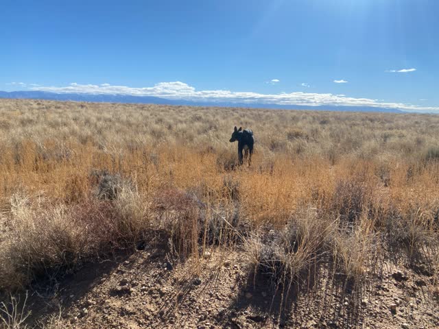 4.96 acre parcel in Costilla County, CO, photo 4